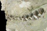 Fossil Oreodont (Merycoidodon) Skull - Wyoming #169215-7